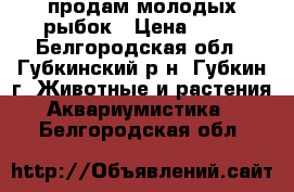 продам молодых рыбок › Цена ­ 10 - Белгородская обл., Губкинский р-н, Губкин г. Животные и растения » Аквариумистика   . Белгородская обл.